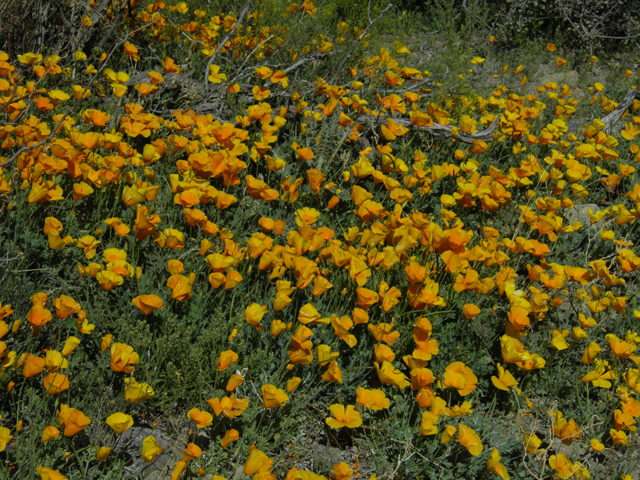 Eschscholzia californica ssp. mexicana (Mexican gold poppy) #86721