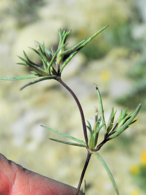 Linanthus bigelovii (Bigelow's linanthus) #86752