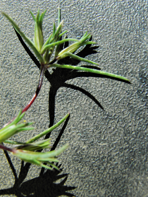 Linanthus bigelovii (Bigelow's linanthus) #86753