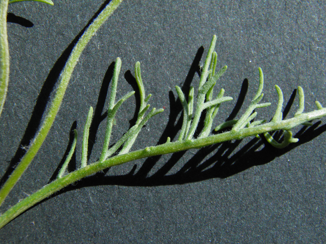 Chaenactis stevioides (Steve's dustymaiden) #86806