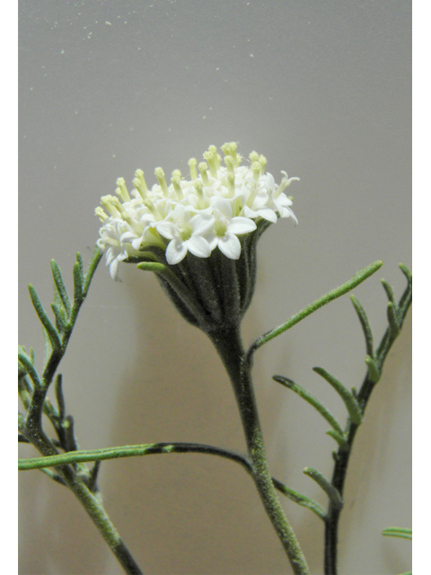 Chaenactis stevioides (Steve's dustymaiden) #86807