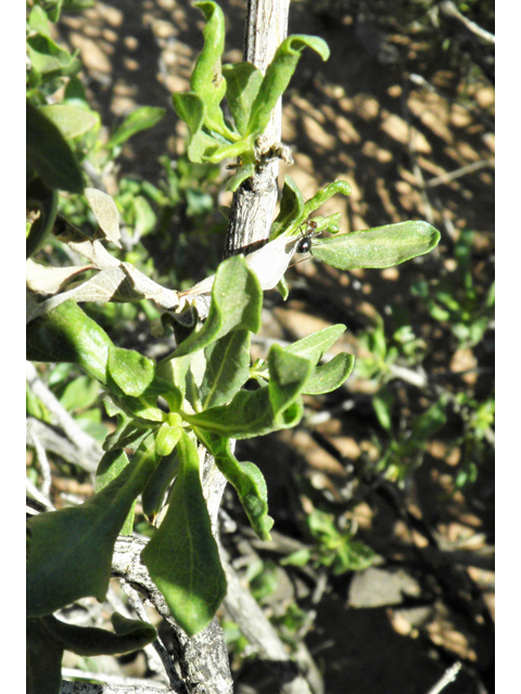 Flourensia cernua (American tarwort) #86814