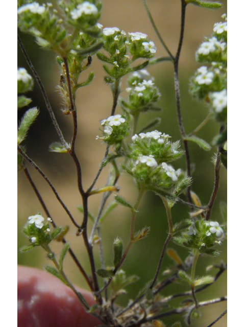 Cryptantha micrantha (Redroot cryptantha) #86860