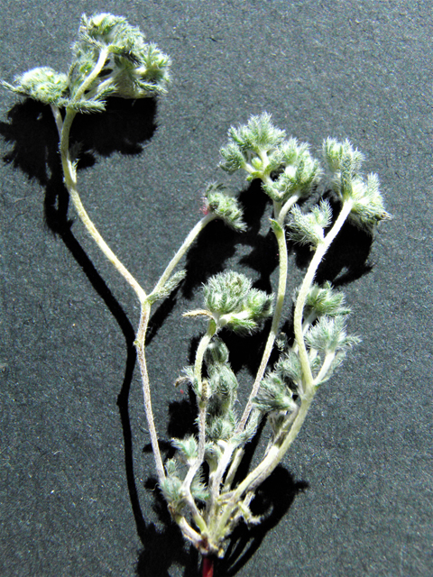 Cryptantha micrantha (Redroot cryptantha) #86863
