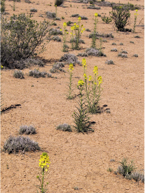 Erysimum capitatum (Sand-dune wallflower) #86878