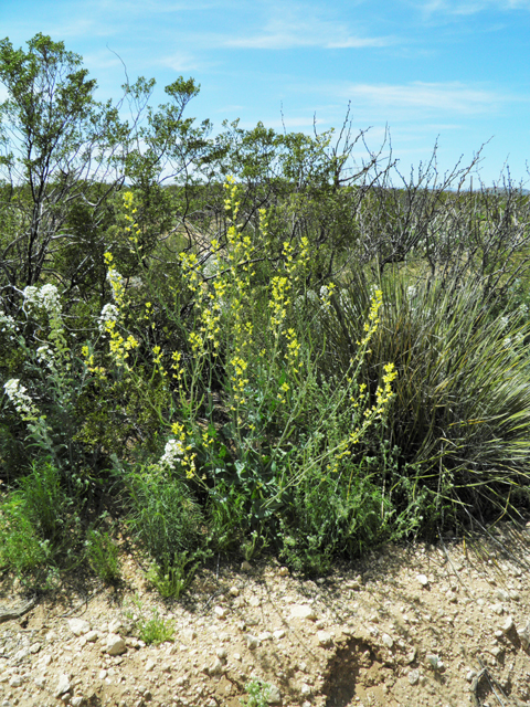 Streptanthus carinatus ssp. arizonicus (Arizona jewelflower) #86898