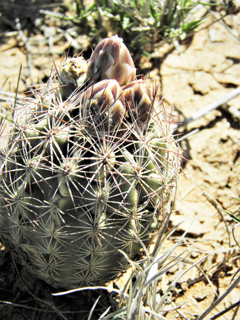 Echinomastus intertextus (White fishhook cactus) #86899