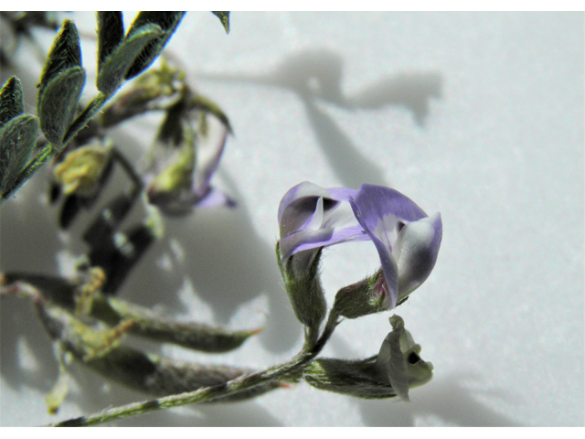 Astragalus nuttallianus var. macilentus (Turkeypeas) #86915