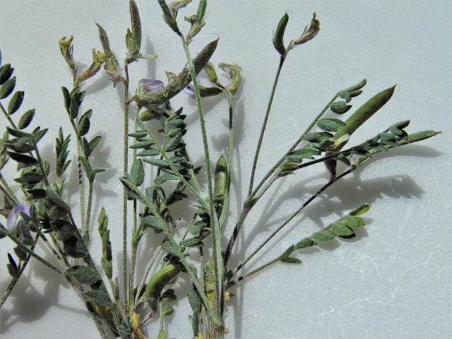 Astragalus nuttallianus var. macilentus (Turkeypeas) #86919
