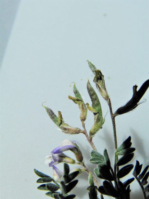 Astragalus nuttallianus var. macilentus (Turkeypeas) #86920