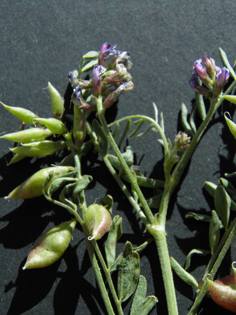 Astragalus tephrodes var. tephrodes (Ashen milkvetch) #86943
