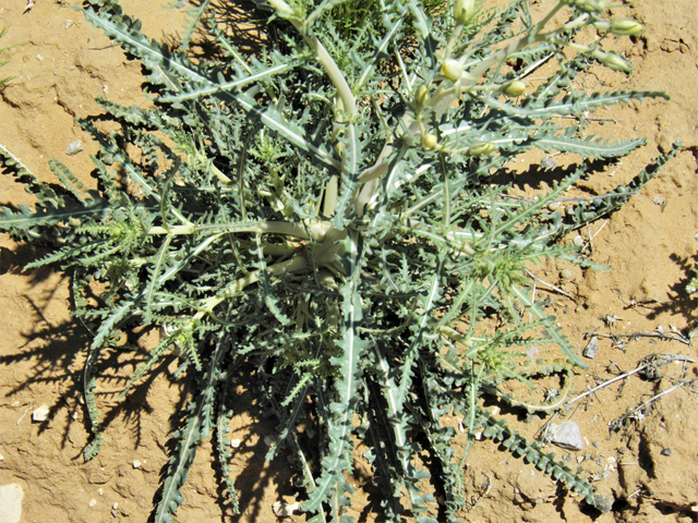 Mentzelia multiflora var. longiloba (Adonis blazingstar) #86966