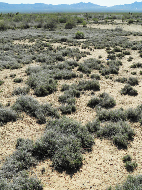 Hilaria belangeri (Curly mesquite grass) #86987