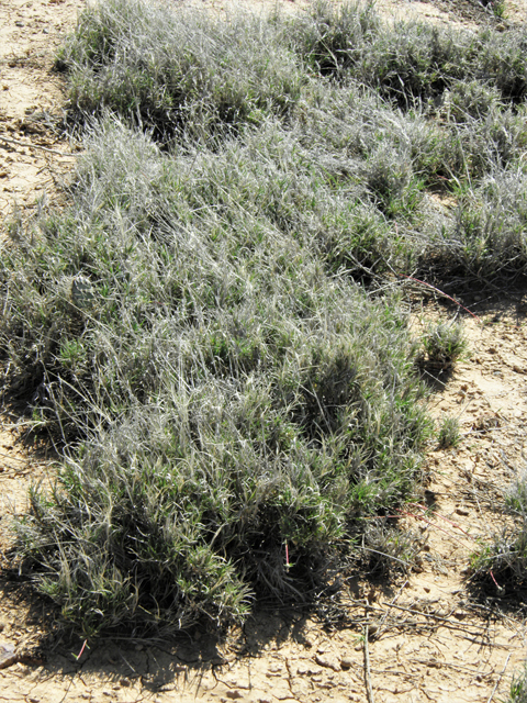 Hilaria belangeri (Curly mesquite grass) #86988