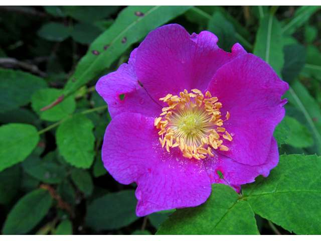 Rosa acicularis (Prickly rose) #47484