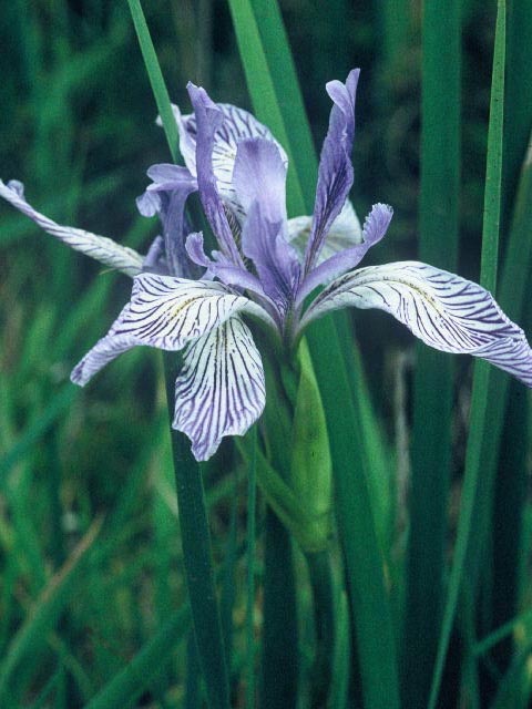 Iris purdyi (Purdy's iris) #19901
