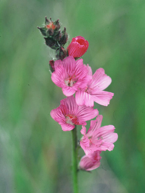 Sidalcea malviflora (Dwarf checkerbloom) #19904