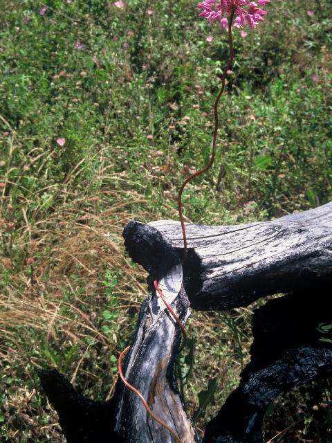 Dichelostemma volubile (Twining snakelily) #19939