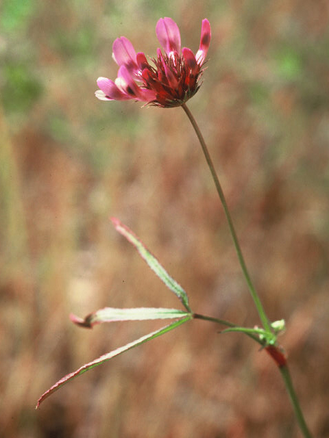Trifolium willdenovii (Tomcat clover) #19941