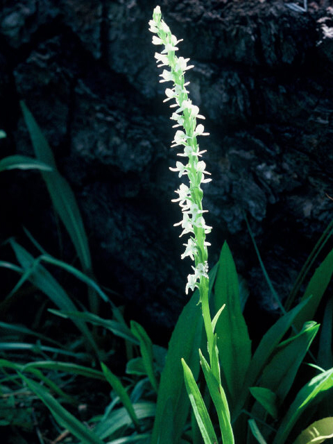 Platanthera dilatata var. leucostachys (Sierra bog orchid) #19954