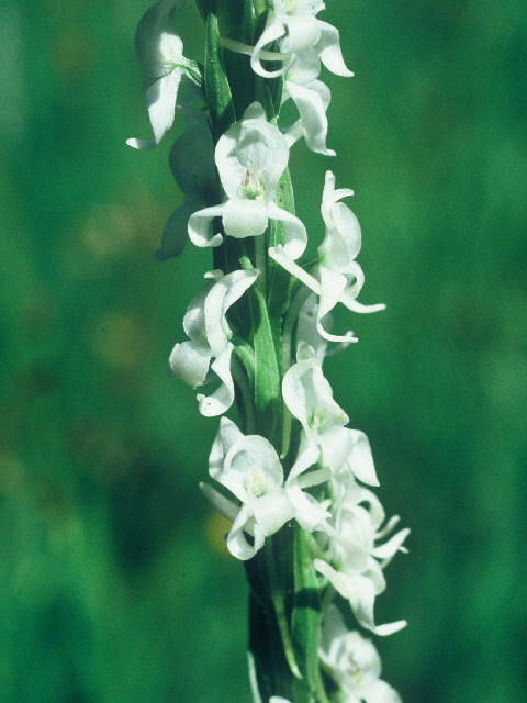 Platanthera dilatata var. leucostachys (Sierra bog orchid) #19955