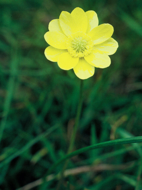Ranunculus californicus (California buttercup) #19958