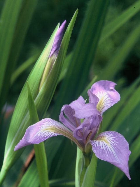 Iris hartwegii (Rainbow iris) #19960
