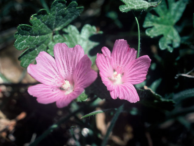 Sidalcea calycosa (Annual checkerbloom) #19963