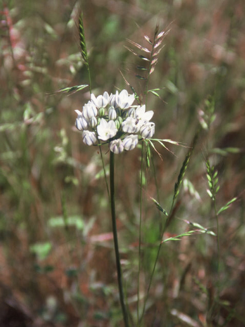 Triteleia hyacinthina (White brodiaea) #19994