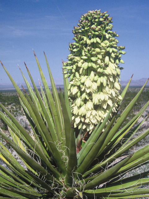 Yucca schidigera (Mojave yucca) #20014