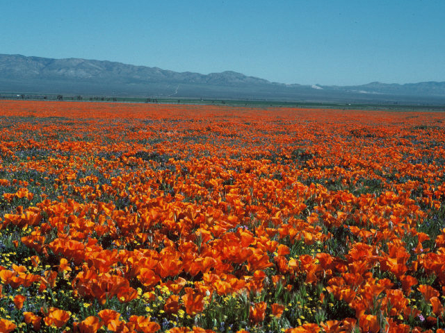 Eschscholzia californica (California poppy) #20021