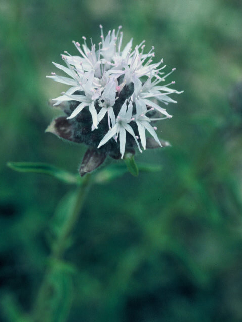 Monardella odoratissima (Mountain monardella) #20034
