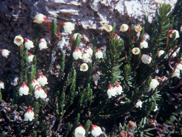 Cassiope mertensiana (Western moss heather) #20068