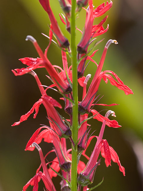Lobelia cardinalis (Cardinal flower) #27557