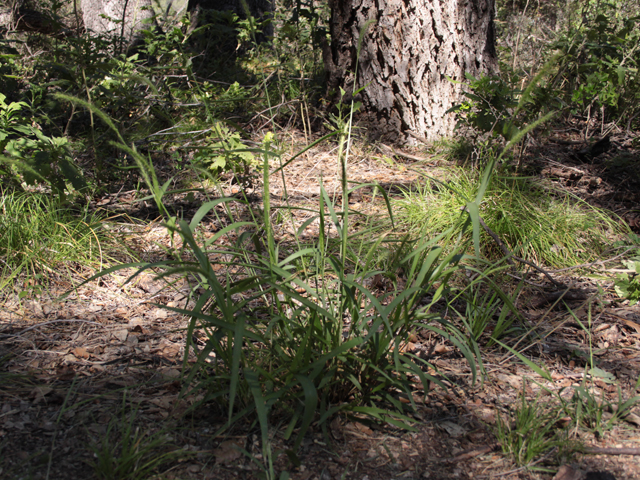 Setaria scheelei (Southwestern bristlegrass) #28618