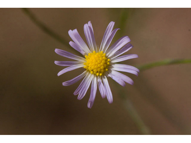 Boltonia diffusa (Doll's daisy) #44002