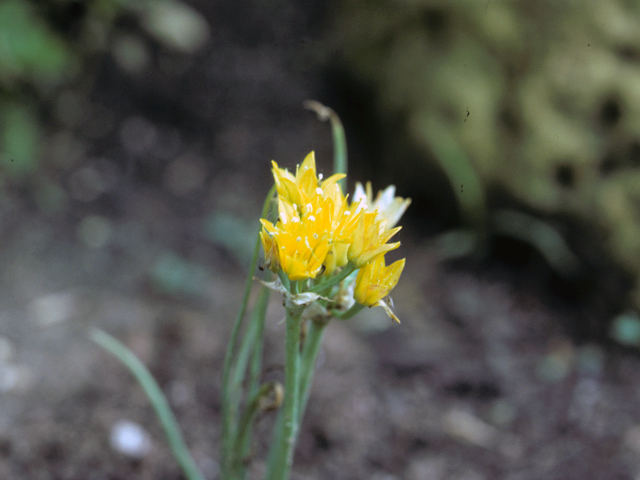 Allium coryi (Yellowflower onion) #25199