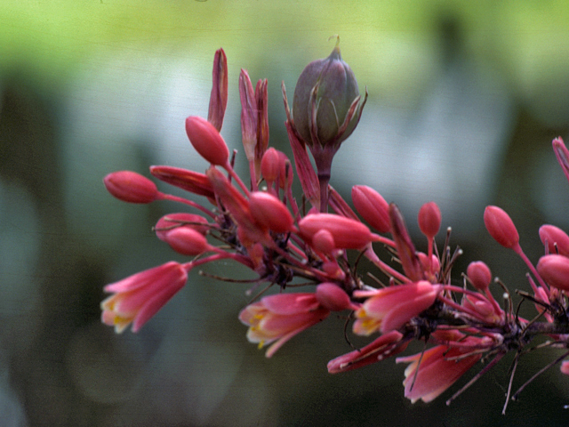 Hesperaloe parviflora (Red yucca) #25205