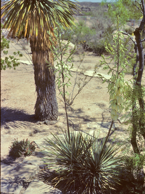 Yucca constricta (Buckley yucca) #25211