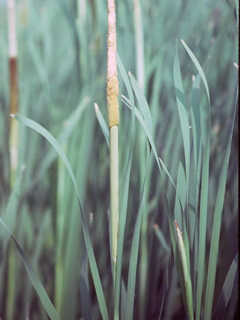 Typha domingensis (Southern cattail) #25243