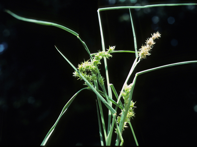 Cenchrus spinifex (Grass bur) #25251
