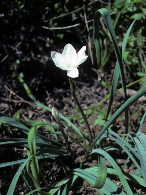 Cooperia pedunculata (Hill country rain lily) #25257