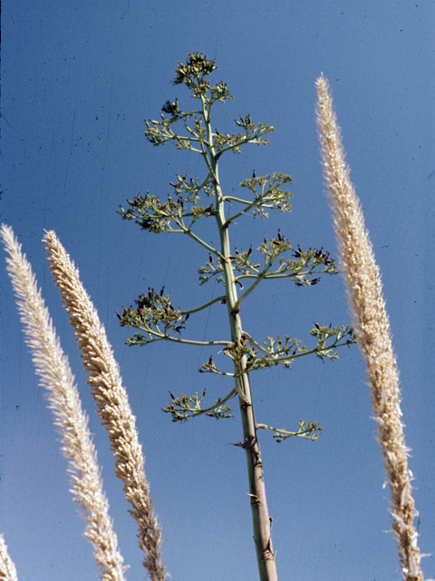 Agave americana (American century plant) #25267