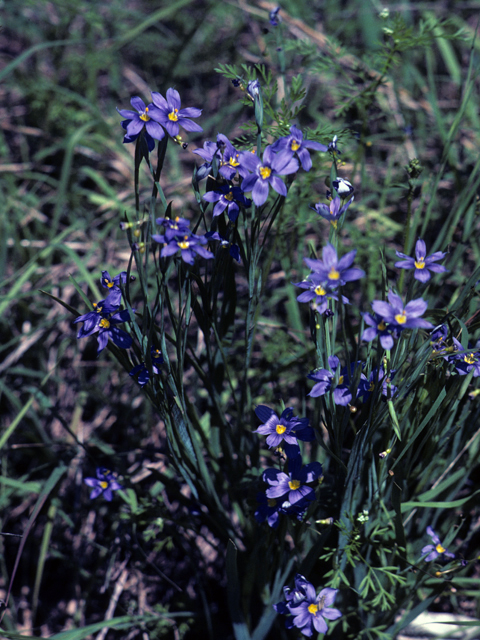 Sisyrinchium demissum (Stiff blue-eyed grass) #25276