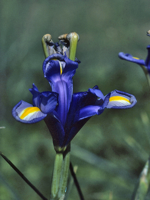 Iris brevicaulis (Zigzag iris) #25282