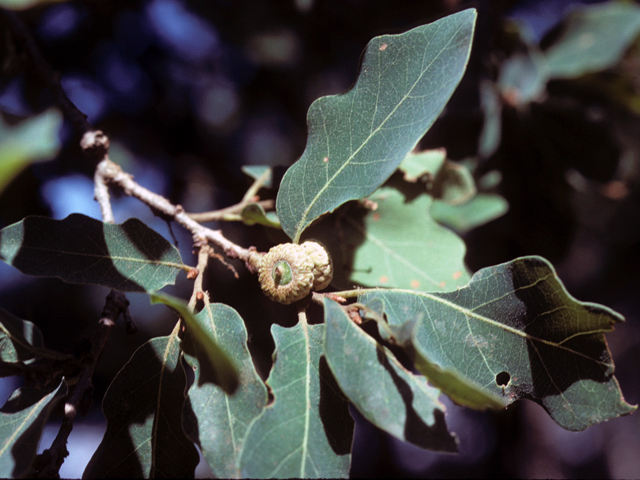 Quercus laceyi (Lacey oak) #25299