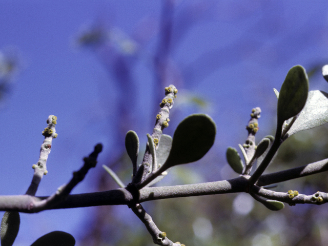 Phoradendron tomentosum (Christmas mistletoe) #25305