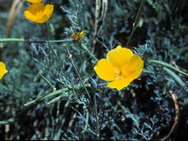 Eschscholzia californica ssp. mexicana (Mexican gold poppy) #25364