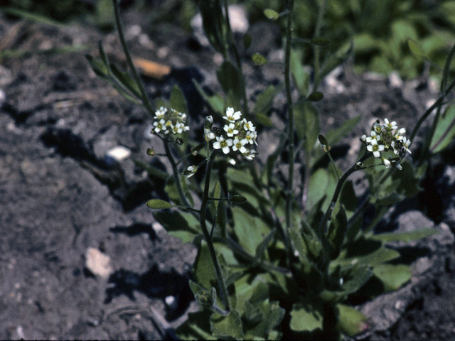 Noccaea fendleri ssp. glauca (Alpine pennycress) #25394