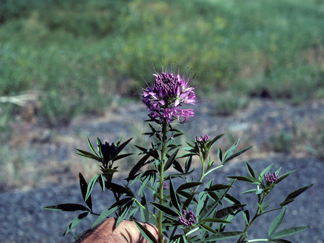 Peritoma serrulata (Rocky mountain bee-plant) #25405
